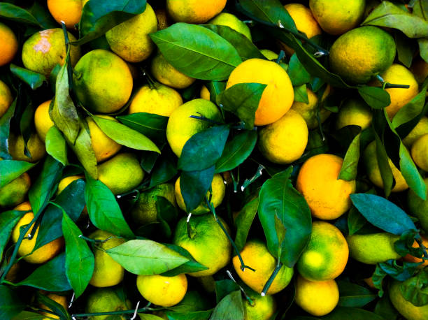 Background of tangerines with leaves on the market. Ripe fruits on the counter. stock photo