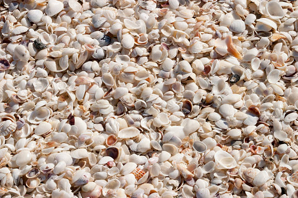 background of tiny shells stock photo