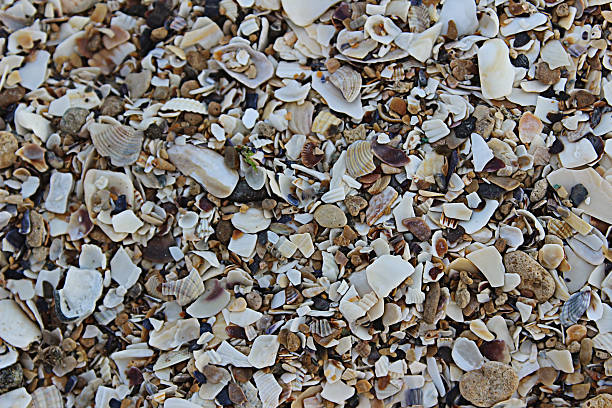 Background - seashells stock photo