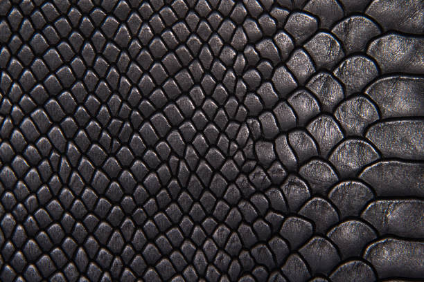 Background texture black leather reptiles Background texture black leather reptiles cobra stock pictures, royalty-free photos & images
