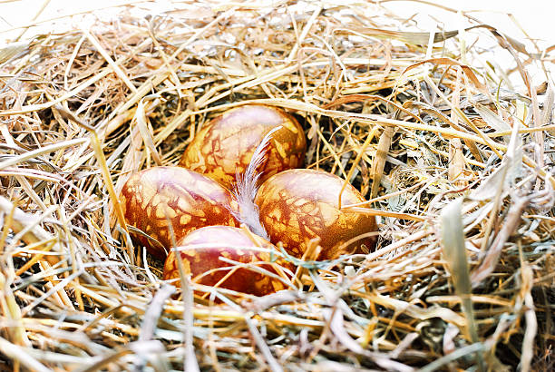 Background with Easter Eggs in bird nest stock photo