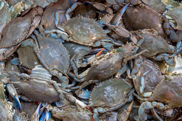 Background with many crab ready for the restaurant. Food backgrounds series crabbing stock pictures, royalty-free photos & images