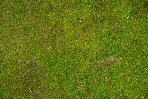 Backgrounds/Textures Green moss texture and background moss stock pictures, royalty-free photos & images