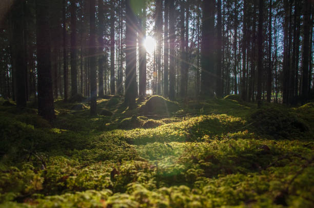 bakgrundsbelysningen genom träden i en skog - skog sverige bildbanksfoton och bilder