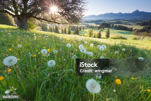 istock backlight view through apple tree, summer meadow in bavaria, germany 166182594