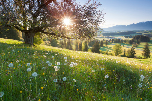 backlight view through apple tree, summer meadow in bavaria, germany