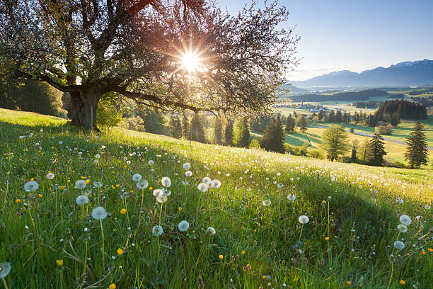 backlight view through apple tree, summer meadow in bavaria, germany stock photo