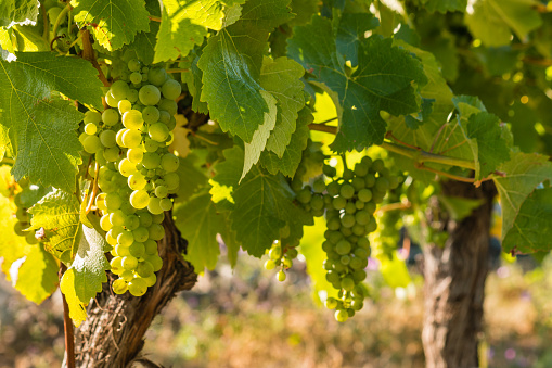 backlit bunches of ripe Sauvignon Blanc grapes on vine in vineyard with copy space