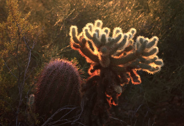 Backlit Cacti In Sonoran Desert stock photo