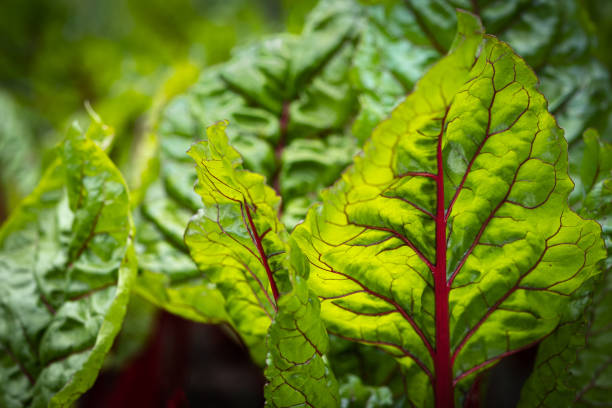 Backlit Chard Leaves Growing in Organic Vegetable Garden Closeup of chard leaves in a vegetable garden.  California, USA. chard stock pictures, royalty-free photos & images