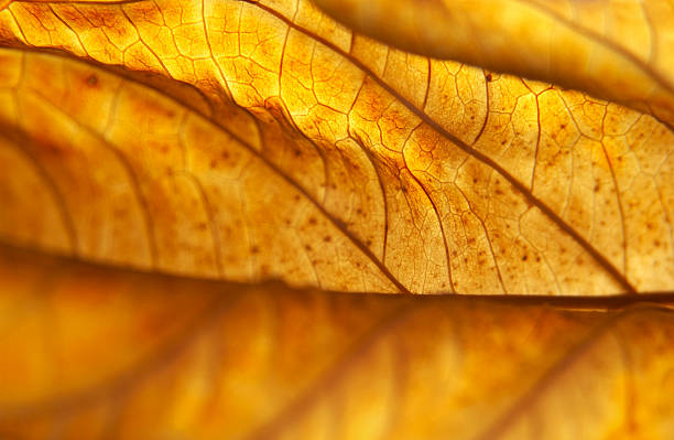 Backlit Dead Hydrangea Leaf Macro in November, Pennsylvania stock photo