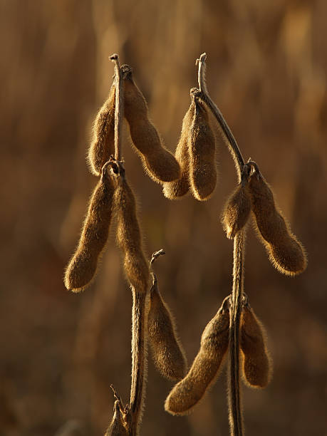 Backlit Dried Soybeans in Field at Dusk - Pennsylvania stock photo