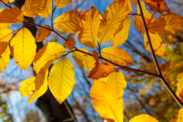 backlit golden autumn leaves against blue sky stock photo