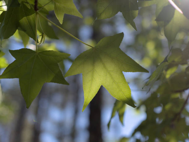Backlit Leaf stock photo