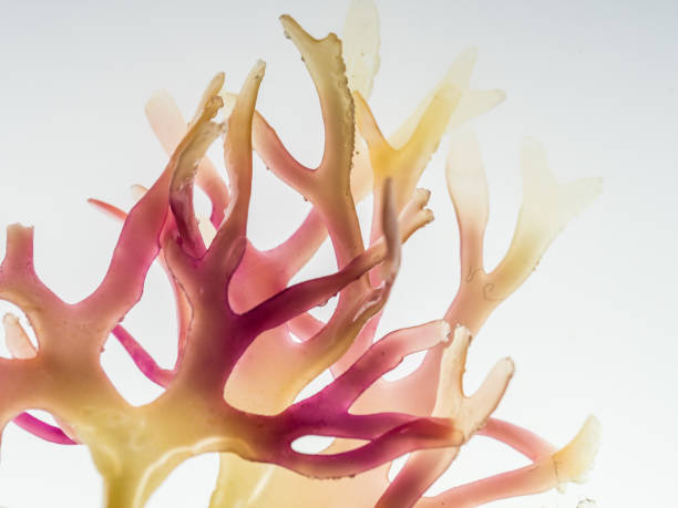 Backlit Red seaweed Red seaweed backlit by abstract light algae photos stock pictures, royalty-free photos & images