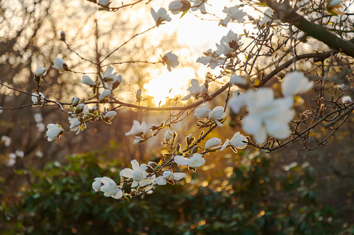 Backlit white magnolia in spring at sunset.