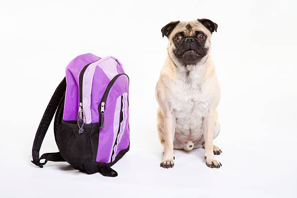 Backpack and pug dog stock photo