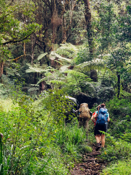 Backpackers entering a deep jungle while they have hiking walk on the Umbwe route in the forest to Kilimanjaro mountain. Active climbing people and traveling concept. Backpackers entering a deep jungle while they have hiking walk on the Umbwe route in the forest to Kilimanjaro mountain. Active climbing people and traveling concept. mt kilimanjaro photos stock pictures, royalty-free photos & images