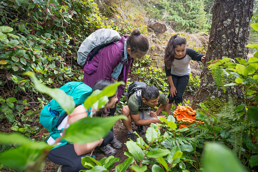 An extended family of hikers with backpacks stop to look at an edible mushroom (Laetiporus Cincinnatus, commonly known as Chicken of the Woods) during a hike through a remote wilderness park in Sooke, British Columbia, Canada.  Real, two generation multi-ethnic family.
