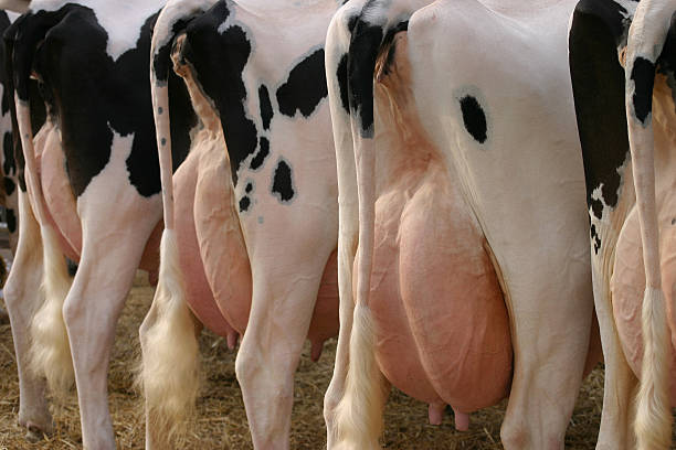 Backside of a few cows  dairy cattle stock pictures, royalty-free photos & images