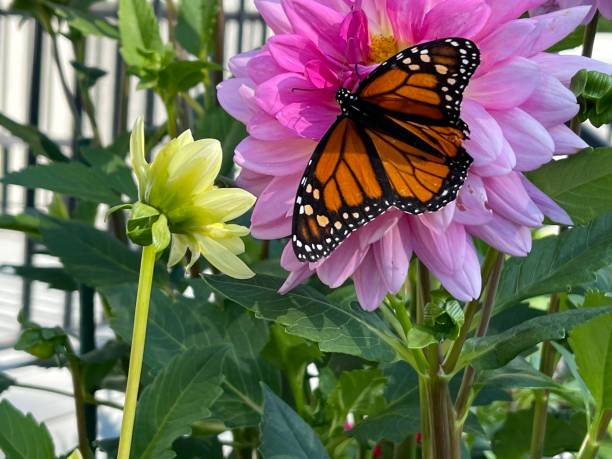 Backyard butterfly Monarch butterfly on pink dahlia flower. Backyard garden butterfly garden stock pictures, royalty-free photos & images
