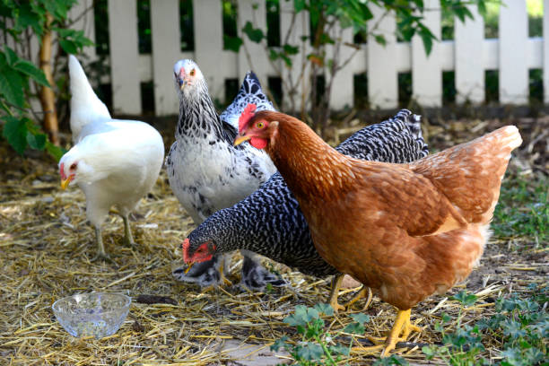 Backyard Chickens Chickens in a suburban backyard pen free range stock pictures, royalty-free photos & images