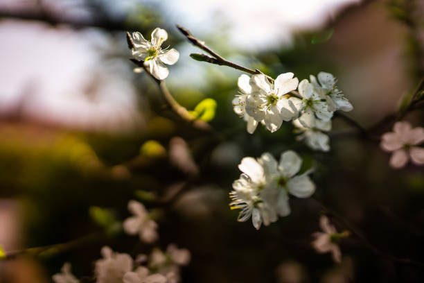 achtertuin tuin bloemen in de lente - tuinman tilburg stockfoto's en -beelden