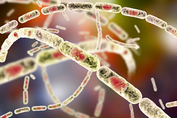 Bacteria Bacillus anthracis Bacillus anthracis, gram-positive spore forming bacteria which cause anthrax and are used as biological weapon, 3D illustration Anthrax stock pictures, royalty-free photos & images