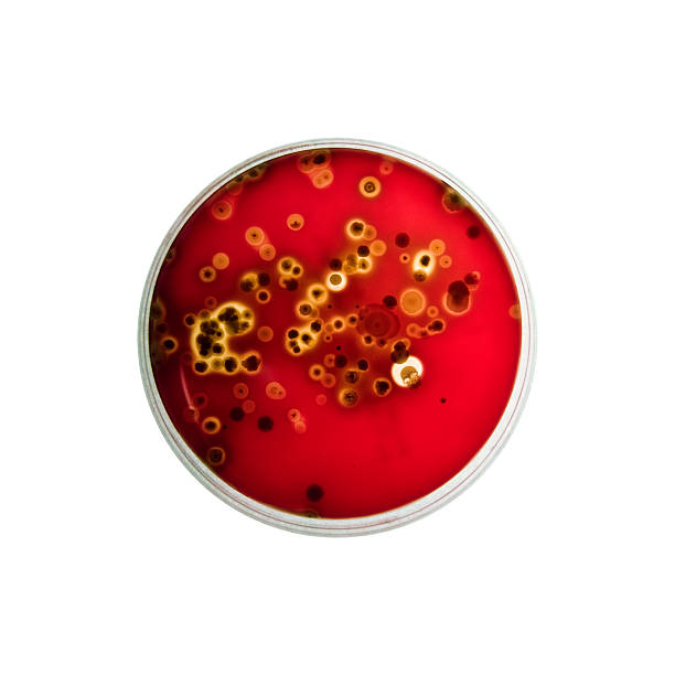 Bacteria growing in a Petri dish stock photo