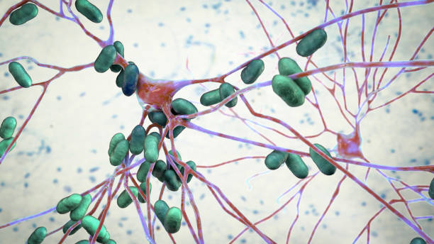 Bacteria infecting neurons Bacteria infecting neurons, brain cells, 3D illustration. Conceptual illustration of bacterial encephalitis, meningitis, bacterial infection of brain tissue listeria stock pictures, royalty-free photos & images