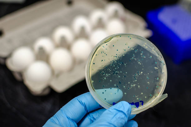 bacterias aisladas de huevos y cultivadas en la placa de cultivo - listeria fotografías e imágenes de stock