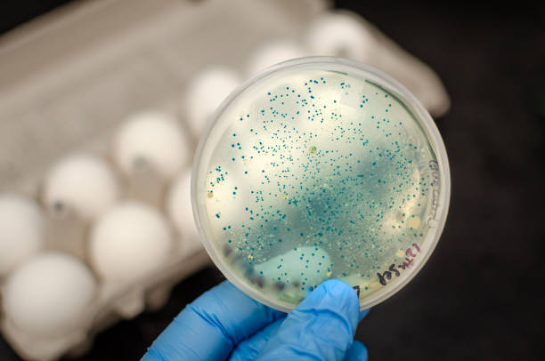 bacterias aisladas de huevos y cultivadas en la placa de cultivo - listeria fotografías e imágenes de stock