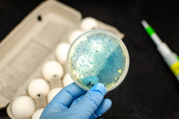 Bacteria isolated from eggs and cultured in culture plate Bacterial culture plate with egg at the background listeria stock pictures, royalty-free photos & images