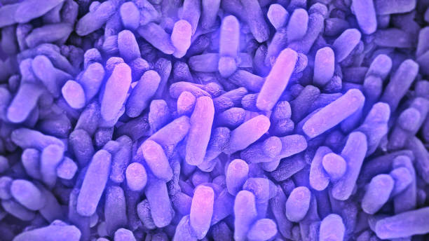 Bacteria Lactobacillus in human intestine stock photo