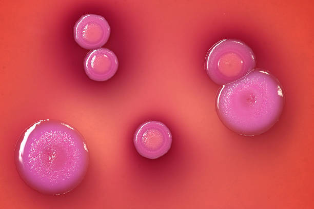 Bacteria Bacteria colonies grow on agar plate. Anthrax stock pictures, royalty-free photos & images
