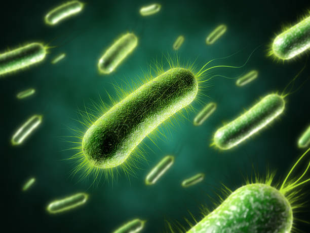 bacteria with fur closeup - bacterie stockfoto's en -beelden
