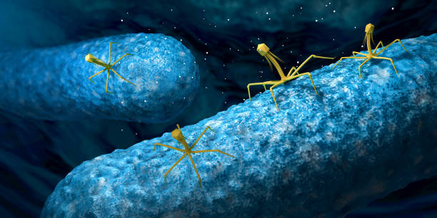 Bacteriophage or phage virus attacking and infecting a bacteria - 3d illustration stock photo