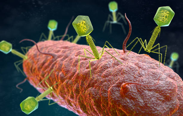 Bacteriophage virus attacking a bacterium stock photo