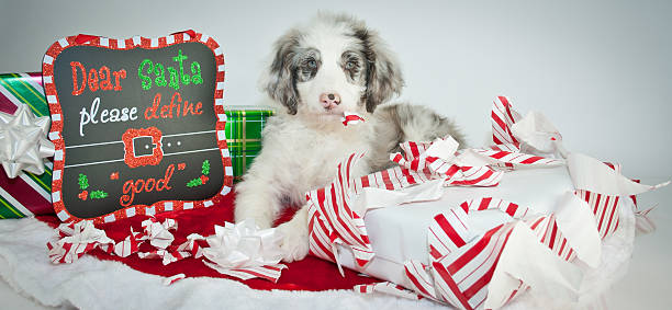 Bad Christmas Puppy! stock photo