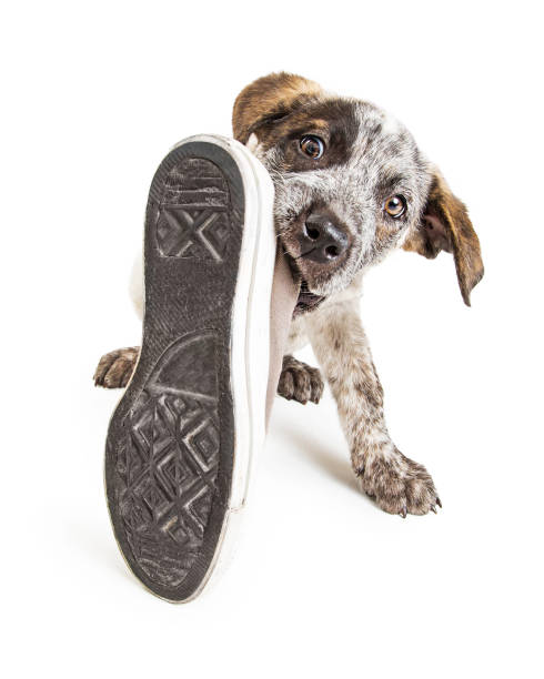 Bad Puppy Dog Stealing Shoe stock photo