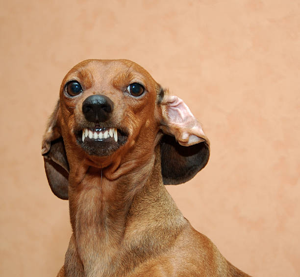 Badger dog Cute badger dog is angry or just smiling dachshund stock pictures, royalty-free photos & images