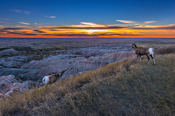 Badlands Bighorn stock photo