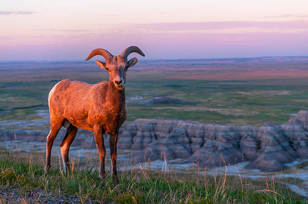 Badlands Bighorn Sheep at Sunrise stock photo