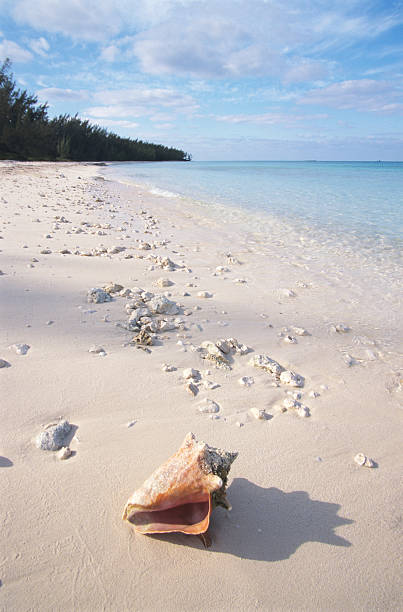 30ml Sample Sand From Nassau Bahamas 