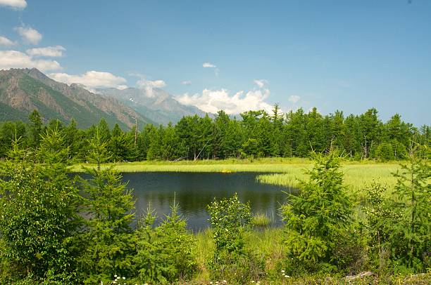 Baikal landscape with green spring forest stock photo