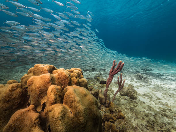Bait ball in coral reef of Caribbean Sea around Curacao at dive site Playa Kalki stock photo
