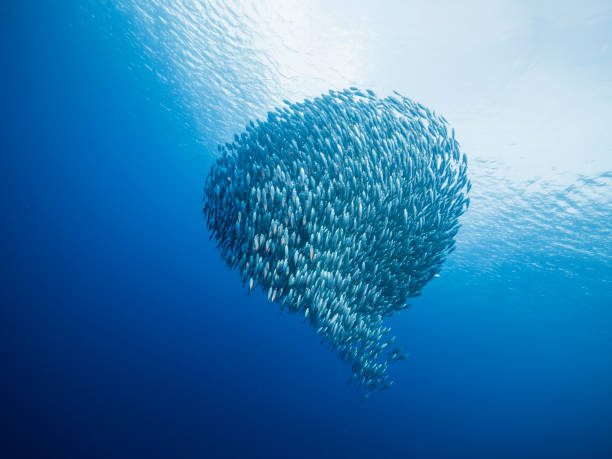 Bait ball in coral reef of Caribbean Sea around Curacao stock photo