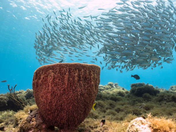 Bait ball / school of fish, and sponge in turquoise water of coral reef in Caribbean Sea / Curacao stock photo