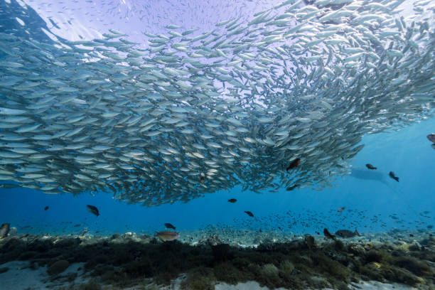 Bait ball / school of fish in turquoise water of coral reef in Caribbean Sea / Curacao stock photo