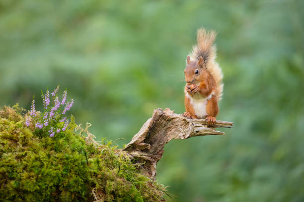 Balancing Squirrel stock photo